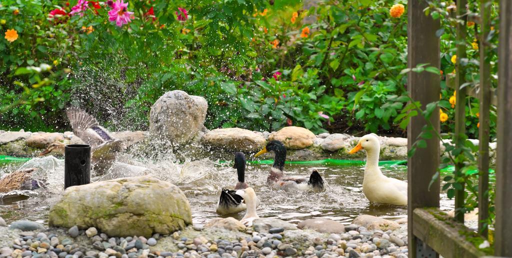 Pension Aloisia Шеффау-ам-Вільден-Кайзер Екстер'єр фото