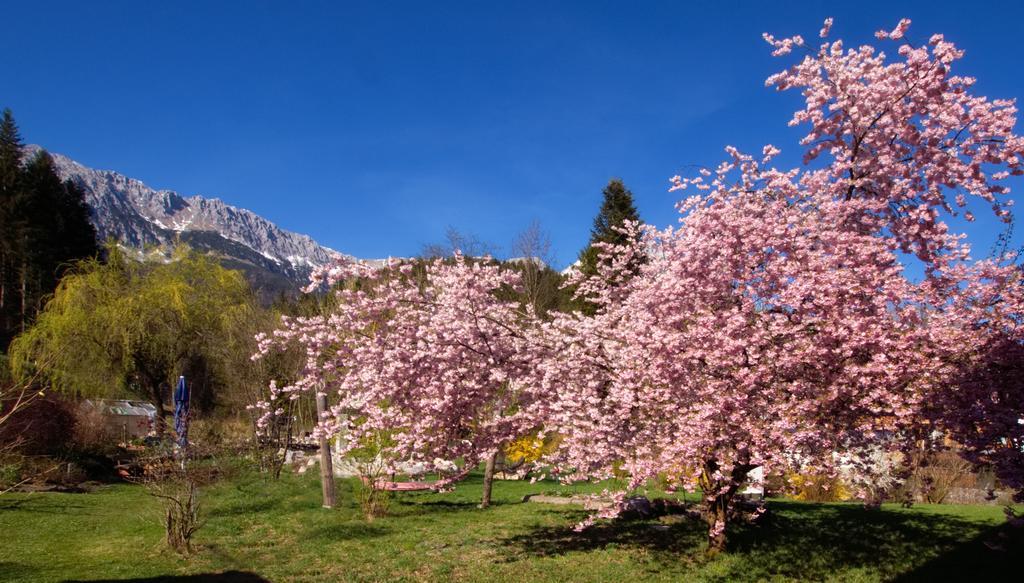 Pension Aloisia Шеффау-ам-Вільден-Кайзер Екстер'єр фото